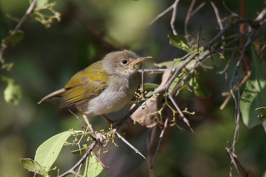 �}�~�n�E�`���h��