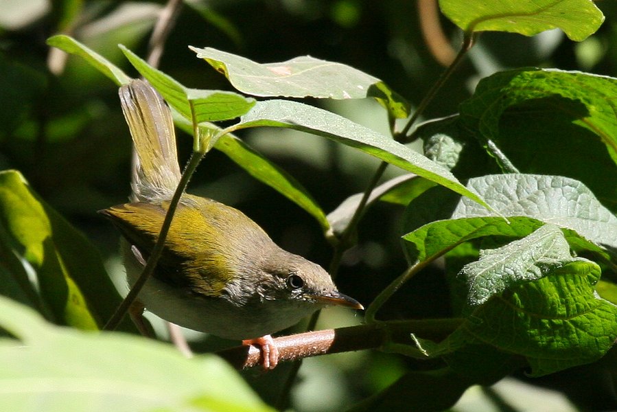 �}�~�n�E�`���h��