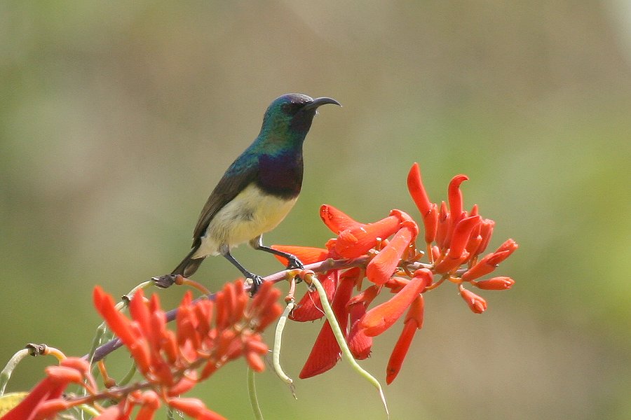 �J�����^�C���E�`���E