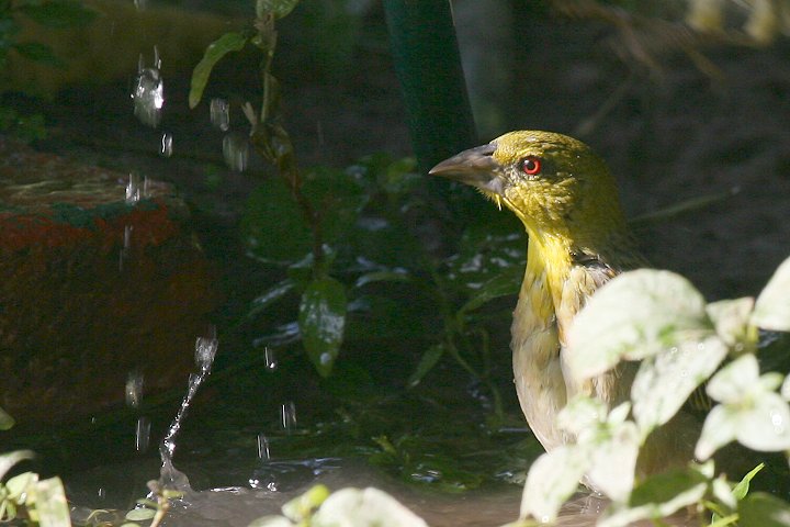 �Y�O���E���R�n�^�I��