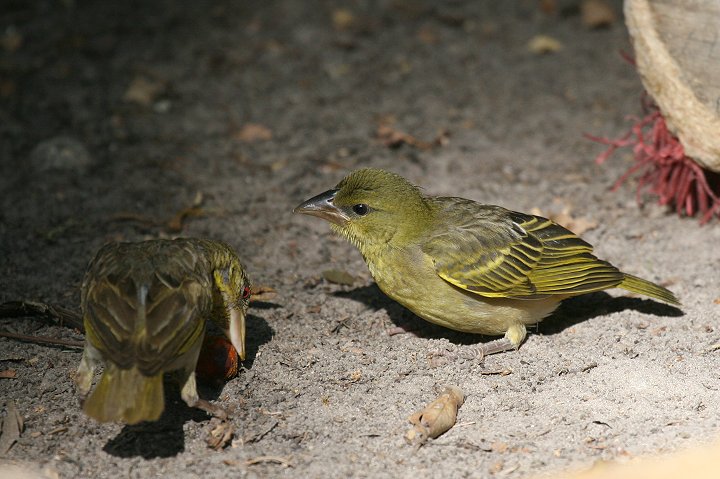 �Y�O���E���R�n�^�I��