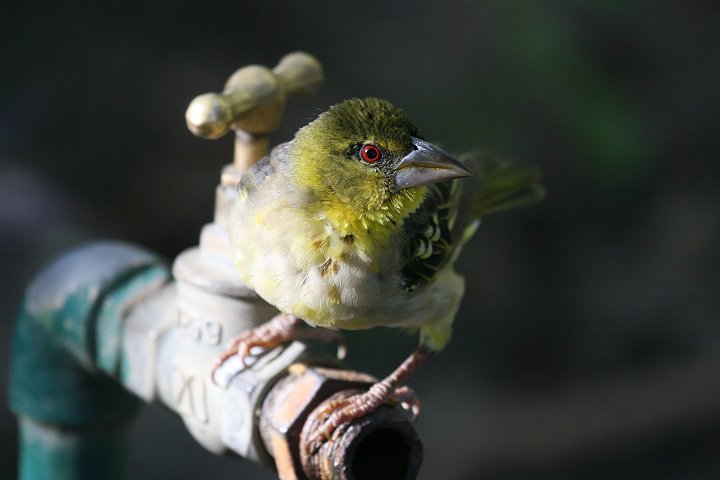 �Y�O���E���R�n�^�I��