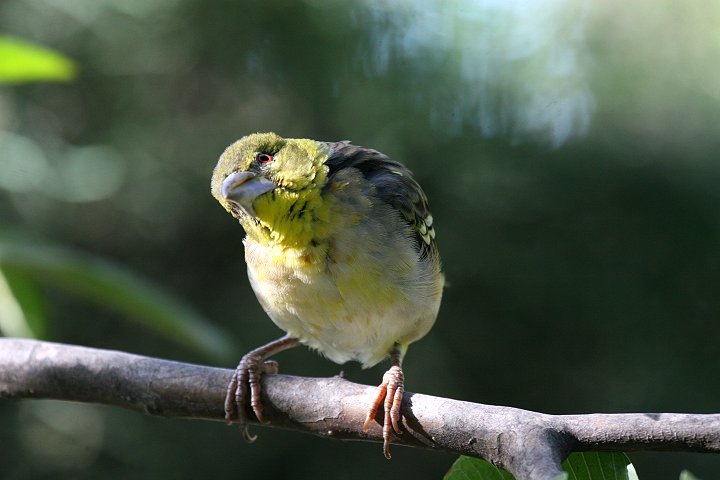 �Y�O���E���R�n�^�I��