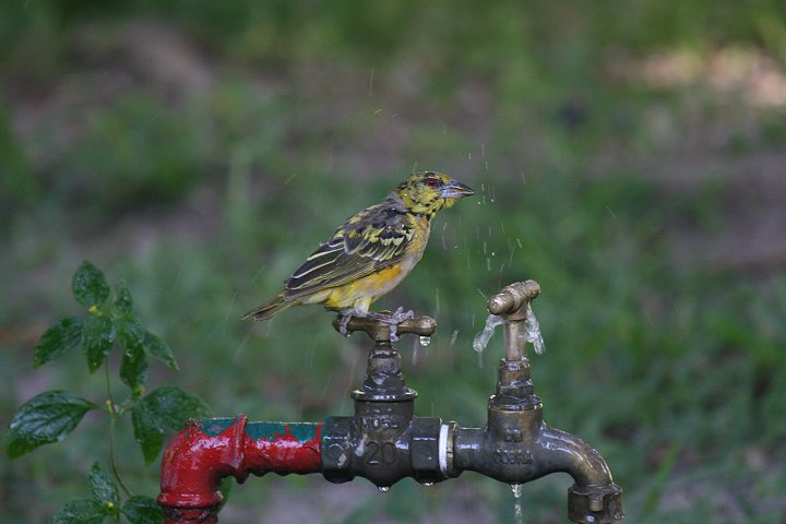 �Y�O���E���R�n�^�I��