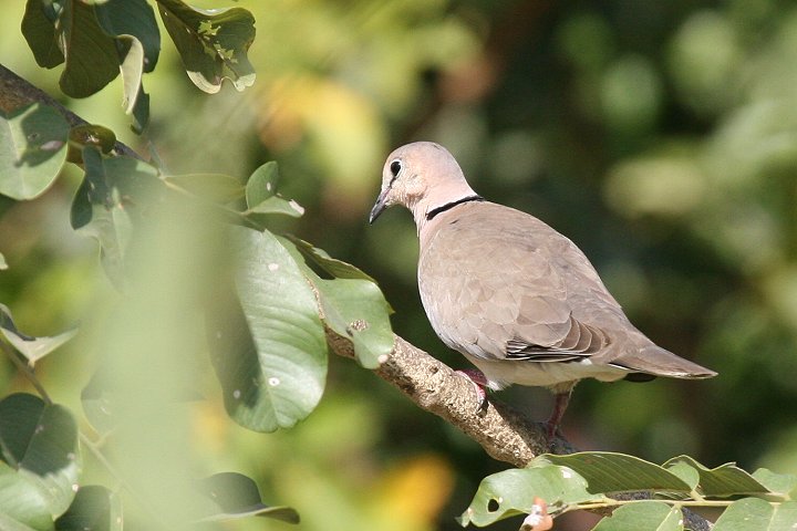 �E�X�A�t���J�W���Y�J�P�o�g