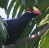 Violet Turaco �j�V�����T�L�G�{�V�h��