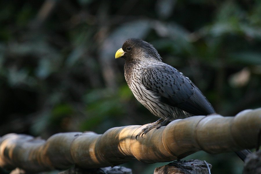 �n�C�C���G�{�V�h��