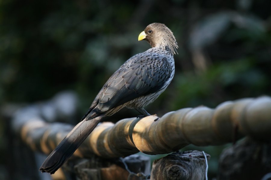 �n�C�C���G�{�V�h��