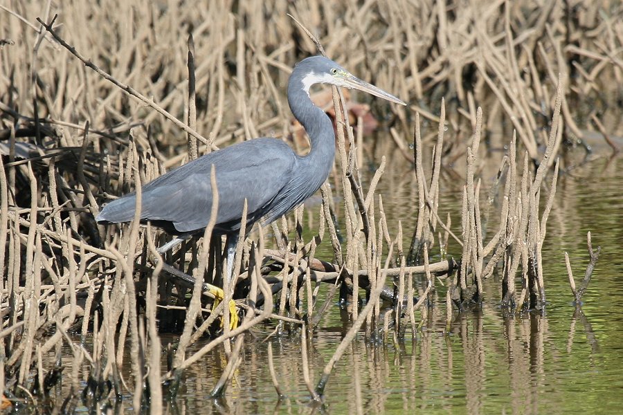 �A�t���J�N���T�M