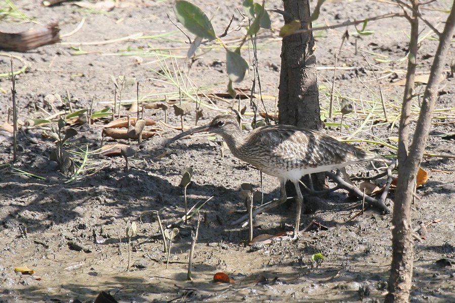 �`���E�V���N�V�M