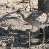 Whimbrel �`���E�V���N�V�M