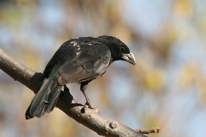 �E�V�n�^�I��