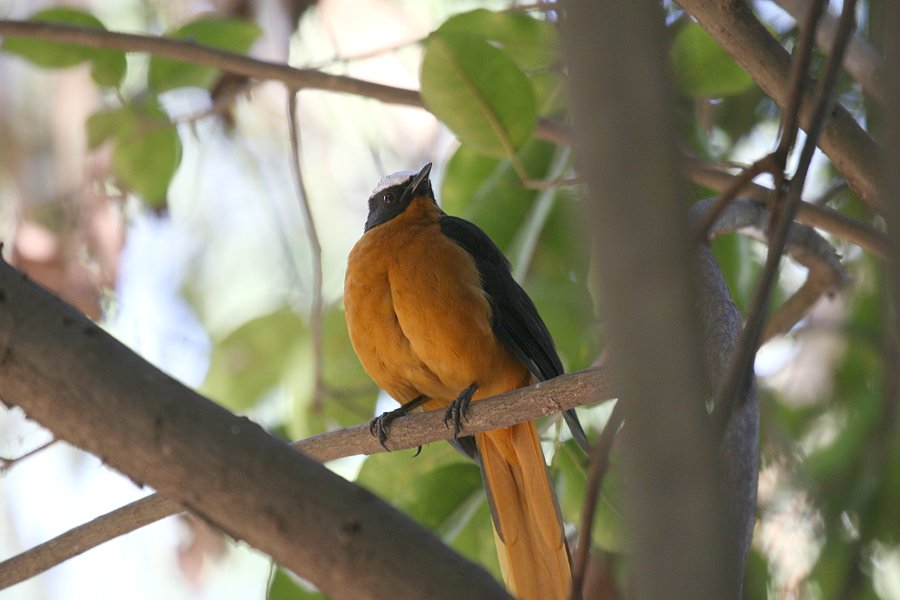 �I�I�c�O�~�q�^�L