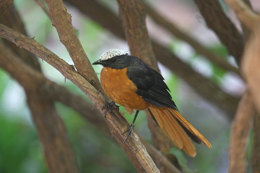 �I�I�c�O�~�q�^�L