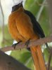 White-crowned Robin Chat �I�I�c�O�~�q�^�L