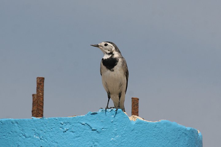 �n�N�Z�L���C�@