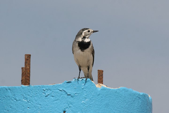 �n�N�Z�L���C�@