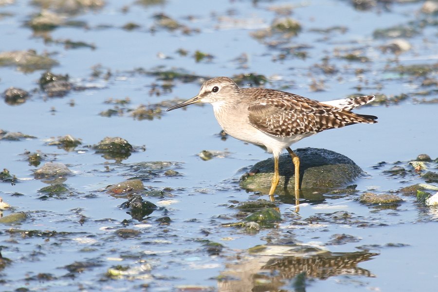 �^�J�u�V�M