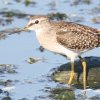 Wood Sandpiper �^�J�u�V�M