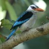 Woodland Kingfisher �Z�l�K���V���E�r��