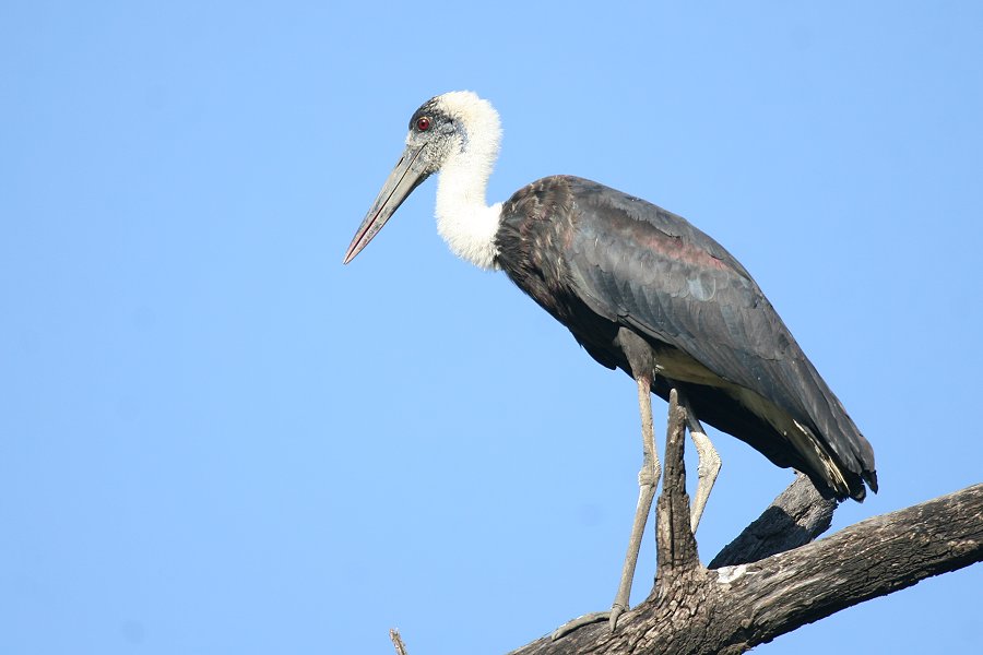 �G���r�R�E