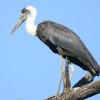 Woolly-necked Stork �G���r�R�E