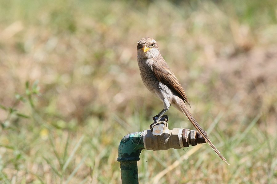 �L�o�V�I�i�K���Y