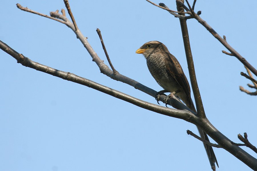 �L�o�V�I�i�K���Y