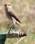 Yellow-billed Shrike �L�o�V�I�i�K���Y