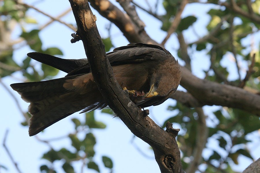 �g�r�̃A�t���J����