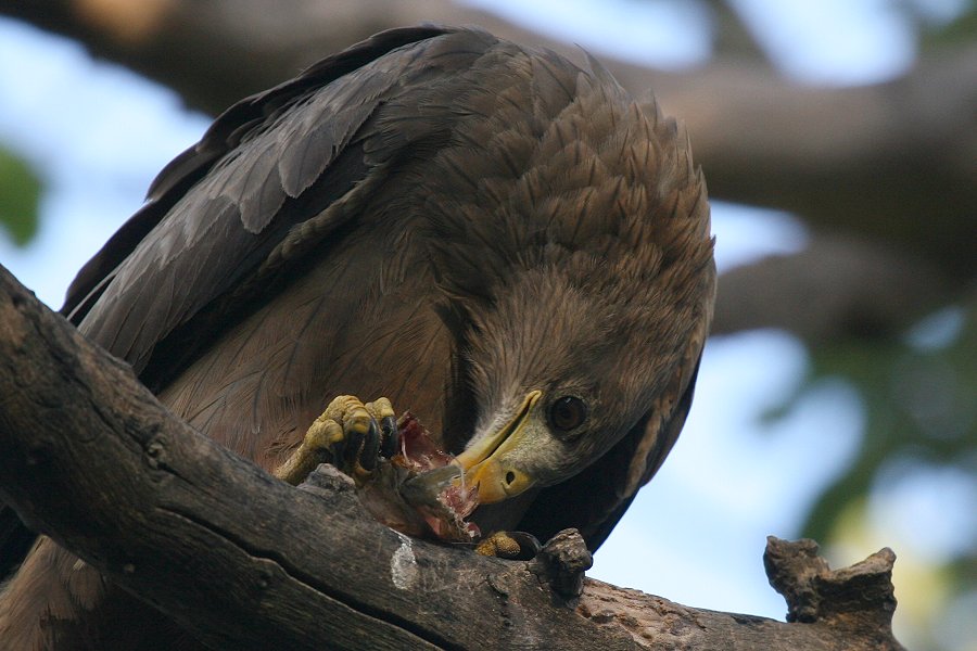 �g�r�̃A�t���J����