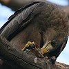Yellow-billed Kite �g�r�̃A�t���J����