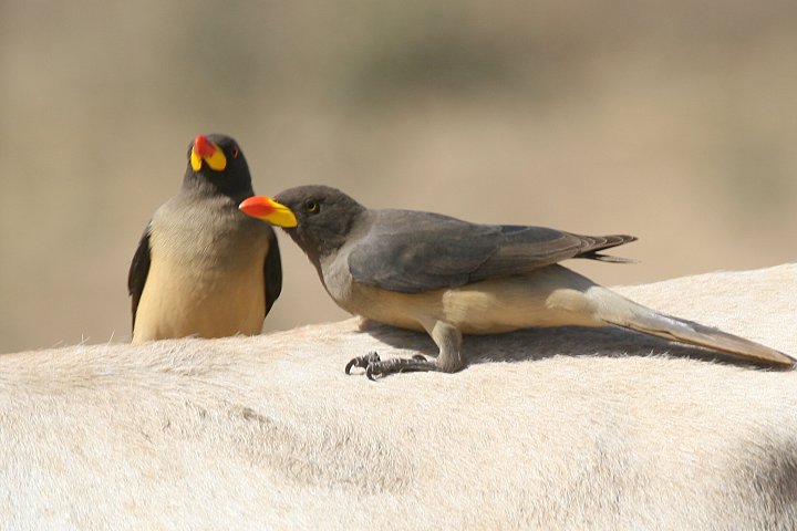 �L�o�V�E�V�c�c�L