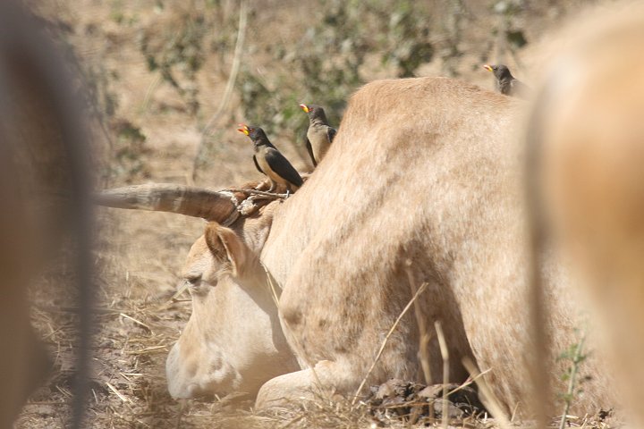 �L�o�V�E�V�c�c�L