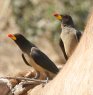Yellow-billed Oxpecker �L�o�V�E�V�c�c�L