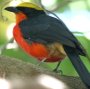 Yellow-crowned Gonolek �A�J�n�����u���Y