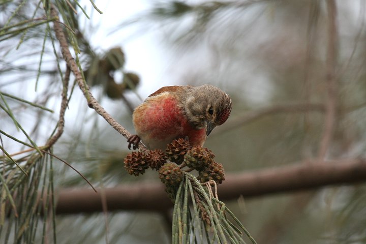 ���l�A�J�q���̃I�X