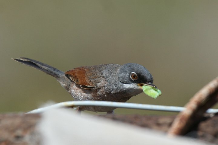 �~�i�~�m�h�W�����V�N�C