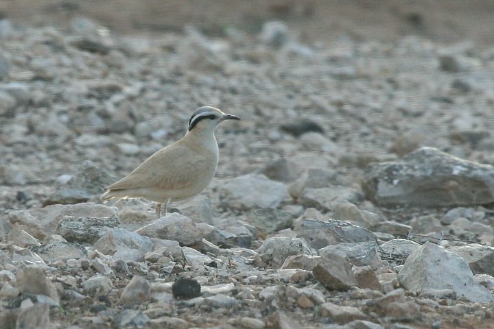 �X�i�o�V��