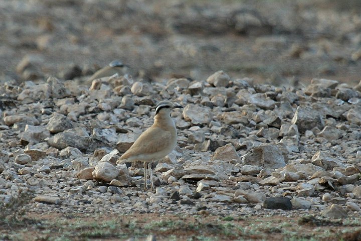 �X�i�o�V��