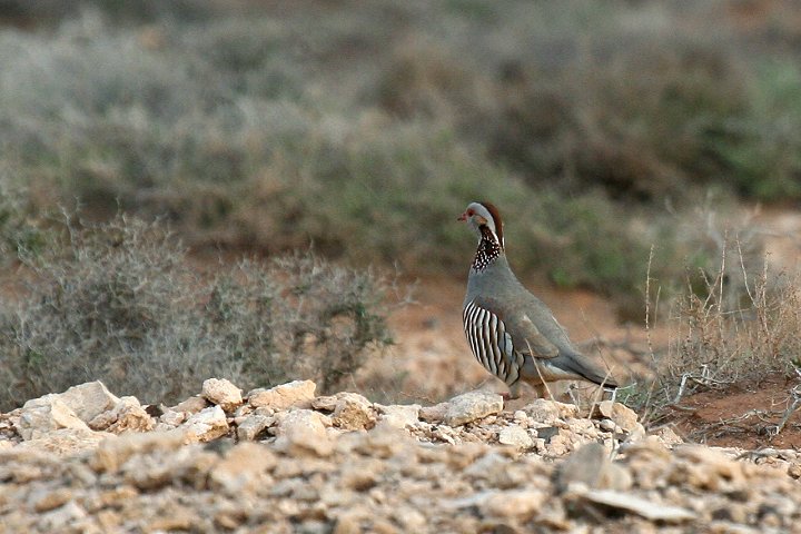 �`���G���C���V���R