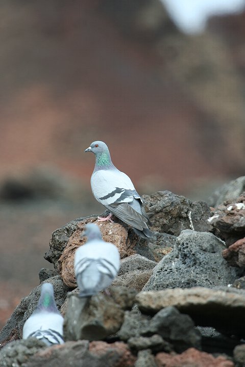 �J�����o�g�̃J�i���A��������