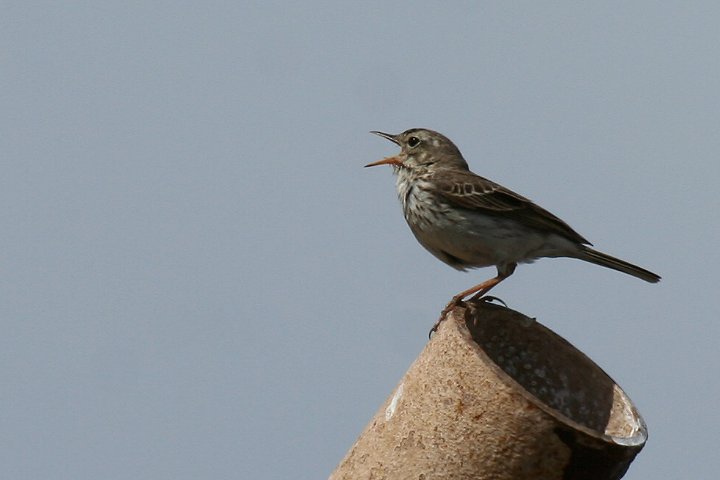 �J�i���[�^�q�o��