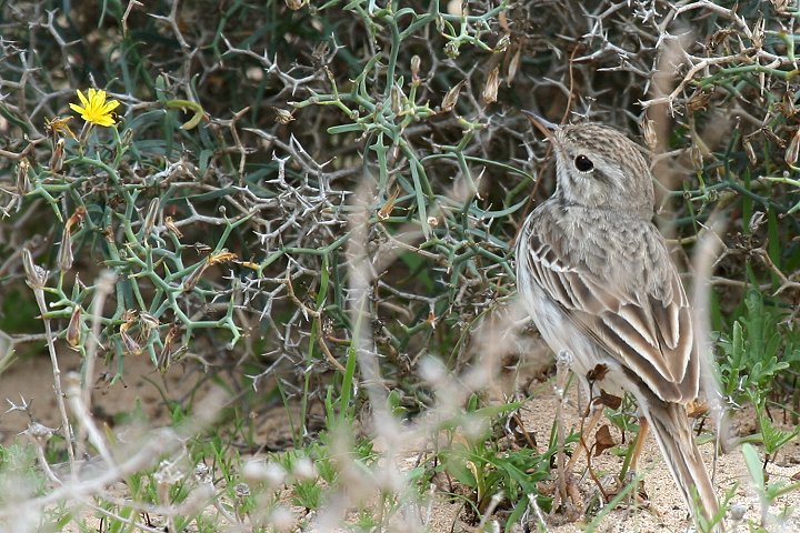 �J�i���[�^�q�o��