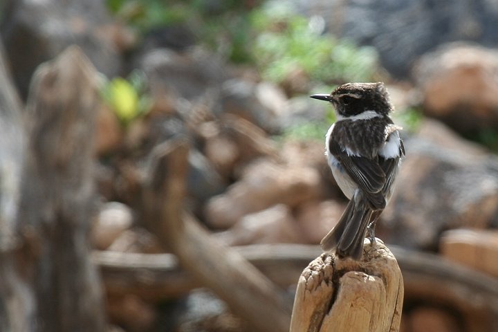 �J�i���[�m�r�^�L