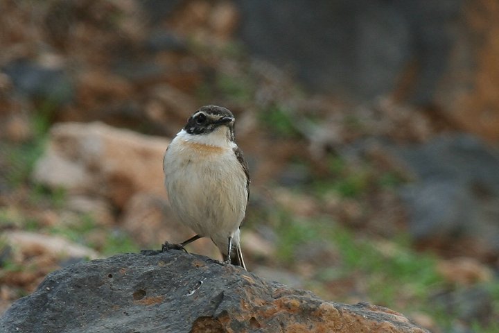 �J�i���[�m�r�^�L