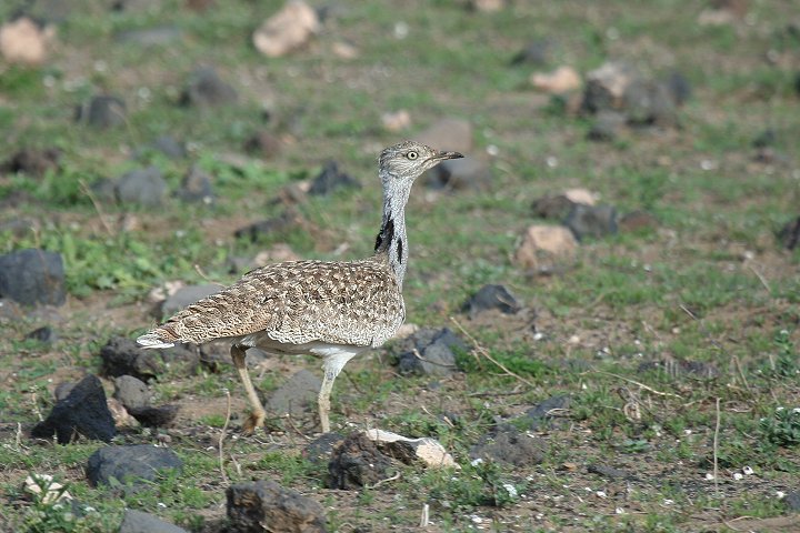 �t�T�G���V���E�m�K��