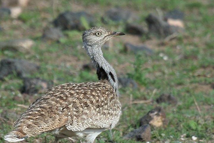 �t�T�G���V���E�m�K��