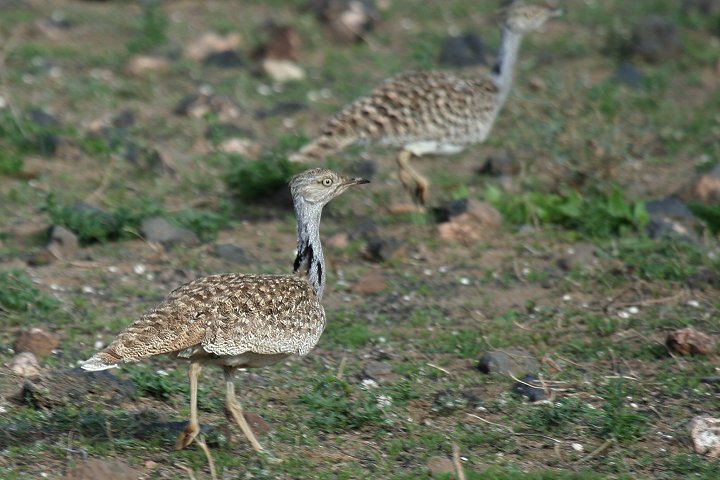 �t�T�G���V���E�m�K��