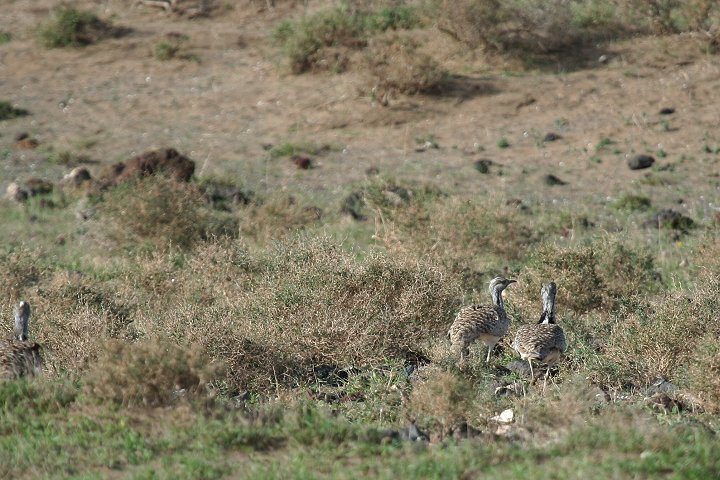 �t�T�G���V���E�m�K��